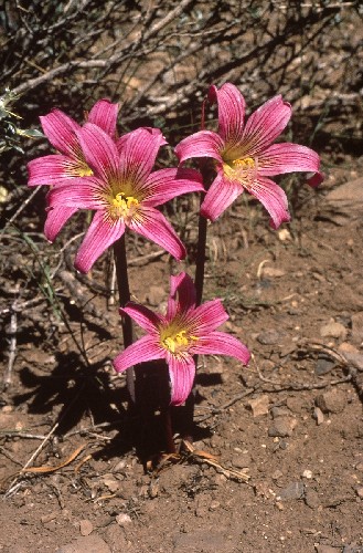 Rhodophiala rhodolirion